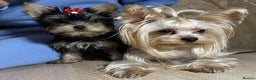 Yorkshire Terrier dogs for sale: Adorable Miniature Yorkshire terrier puppies  - Advert 4