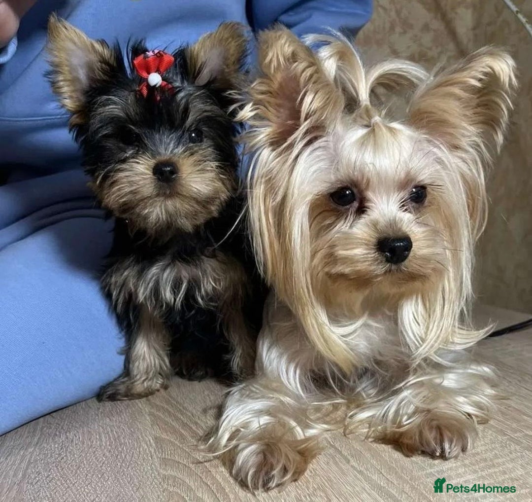 Yorkshire Terrier dogs for sale: Adorable Miniature Yorkshire terrier puppies  - Advert 4