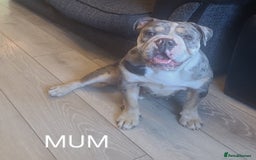 English Bulldog dogs for sale: English bulldog pups  - Image 5