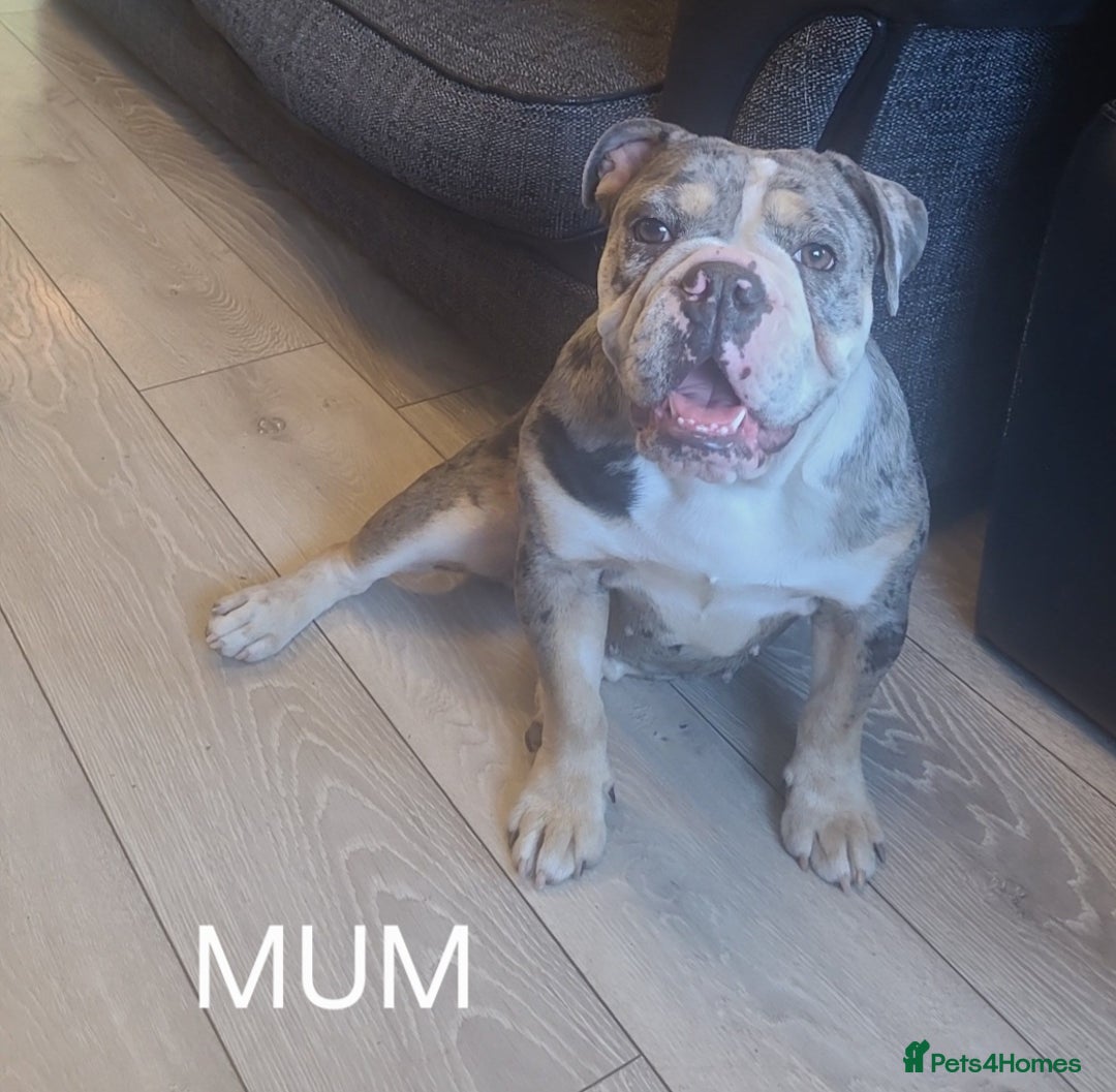 English Bulldog dogs for sale: English bulldog pups  - Image 5