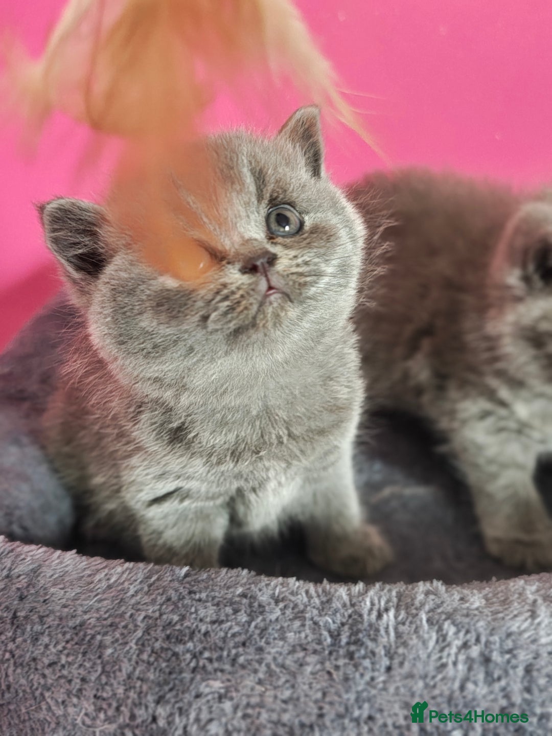 British Shorthair cats for sale: Stunning Teddy bear BSH kittens  GCCF  - Image 13