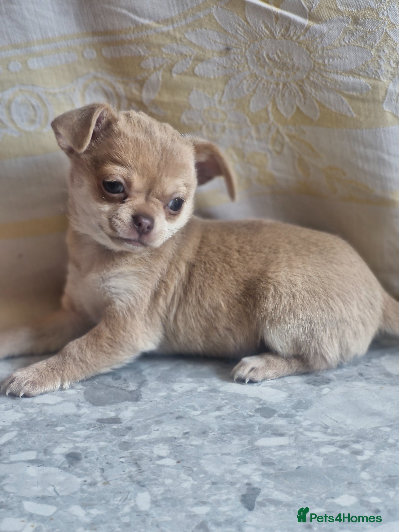 Chihuahua dogs Kc registered female chihuahua puppy - Advert 1