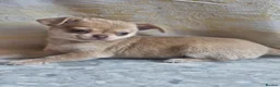Chihuahua dogs for sale: Kc registered female chihuahua puppy in London - Advert 1