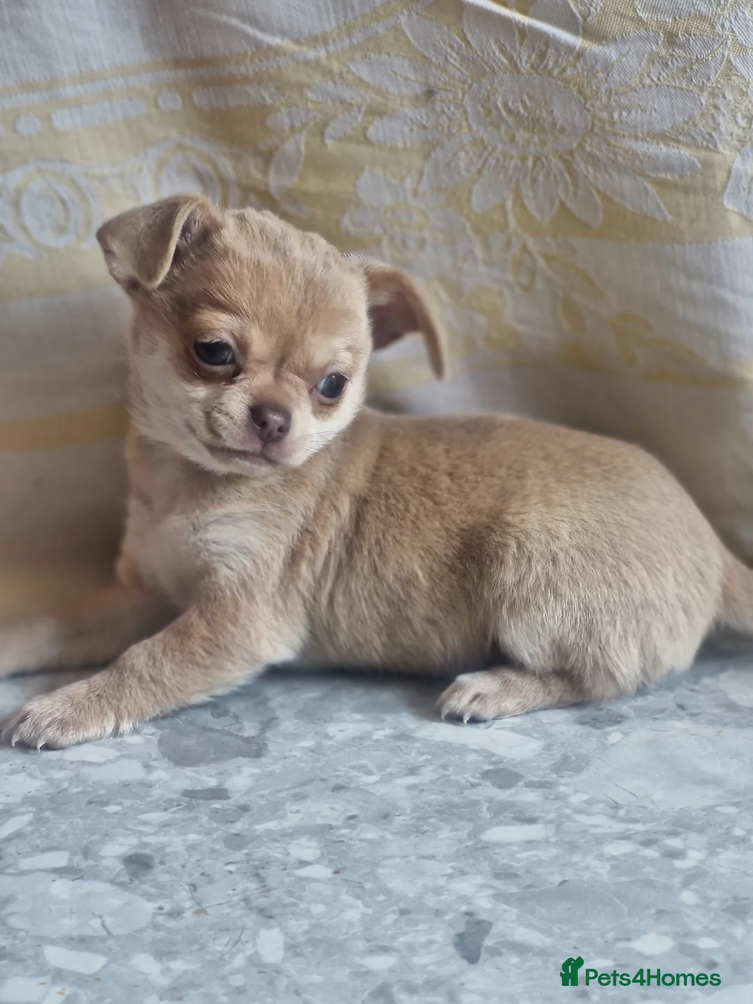 Chihuahua dogs for sale: Kc registered female chihuahua puppy in London - Advert 1