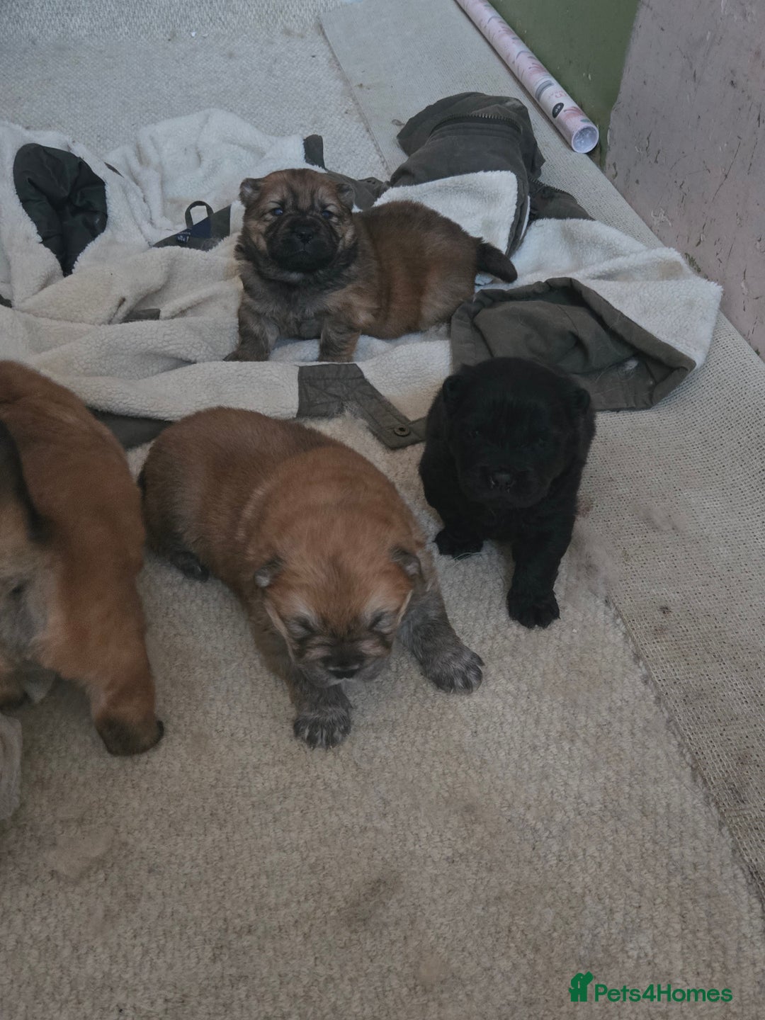 Chow Chow dogs for sale: Chow chow puppies - Advert 6