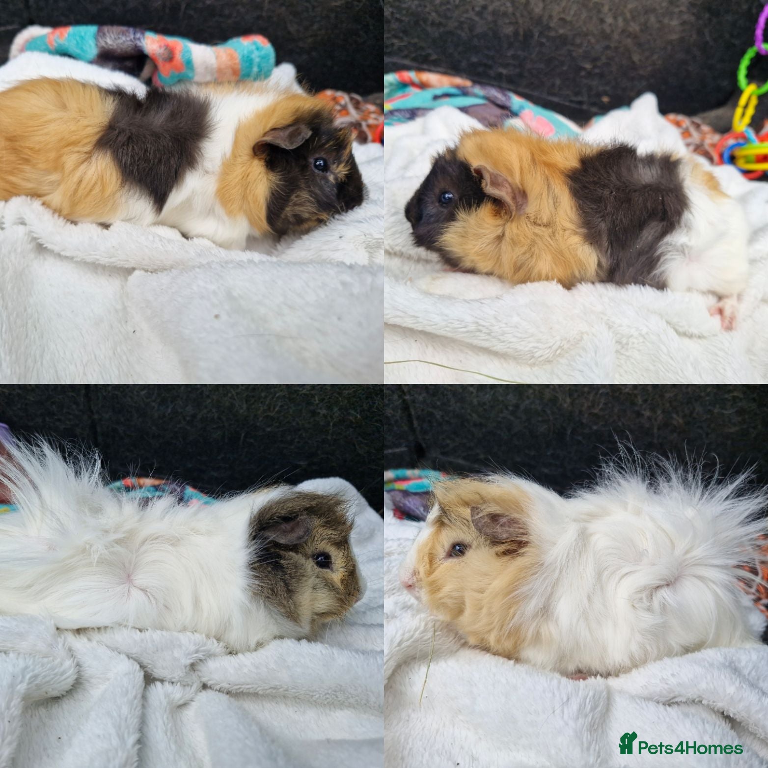 Guinea Pig rodents 2 lovely male baby guinea pigs - Born 4/6/26 - Advert 2