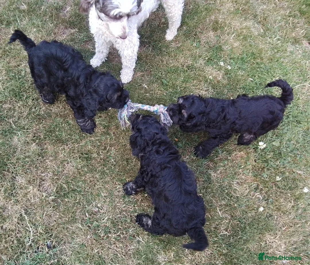 American Cocker Spaniel dogs for sale: ADORABLE YANKEE DOODLES  in Lauder - Advert 2