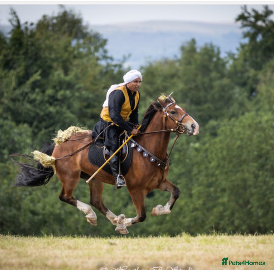 Welsh Section D horses for sale: Horse for sale  - Advert 3