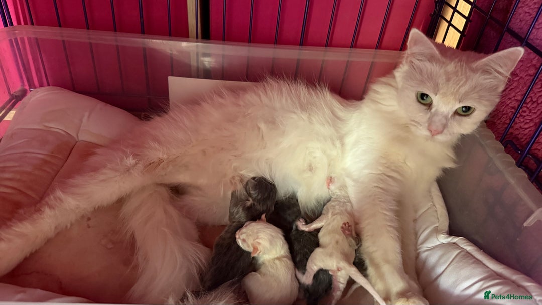Ragdoll cats for sale: Stunning Ragdoll kittens super affectionate  - Image 18