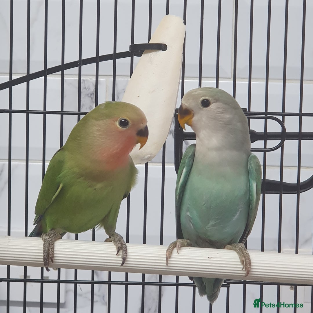 Lovebirds birds for sale: Lovebirds for sale  - Image 5
