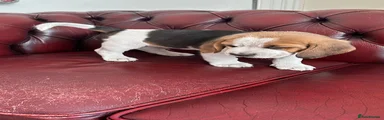 Beagle Puppy 2