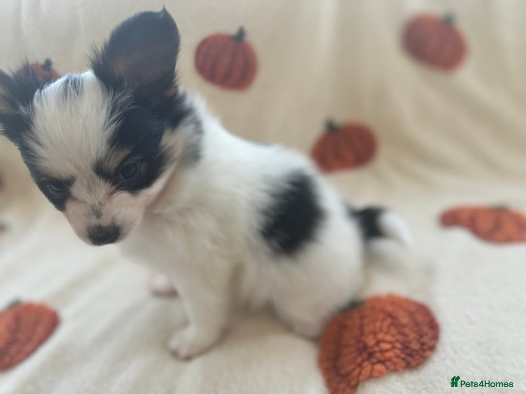 Papillon dogs for sale: 2 Beautiful Pedigree Female Papillons  - Image 11