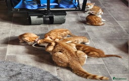 Mixed Breed cats for sale: Kitties for sale  - Image 9