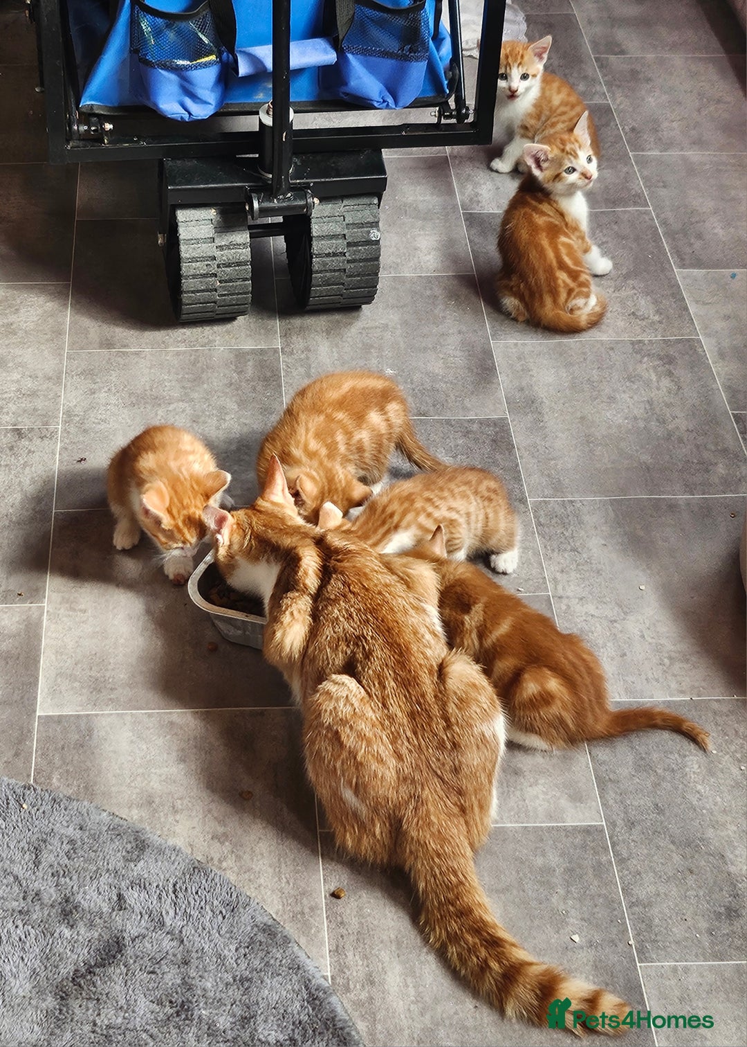 Mixed Breed cats for sale: Kitties for sale  - Image 9