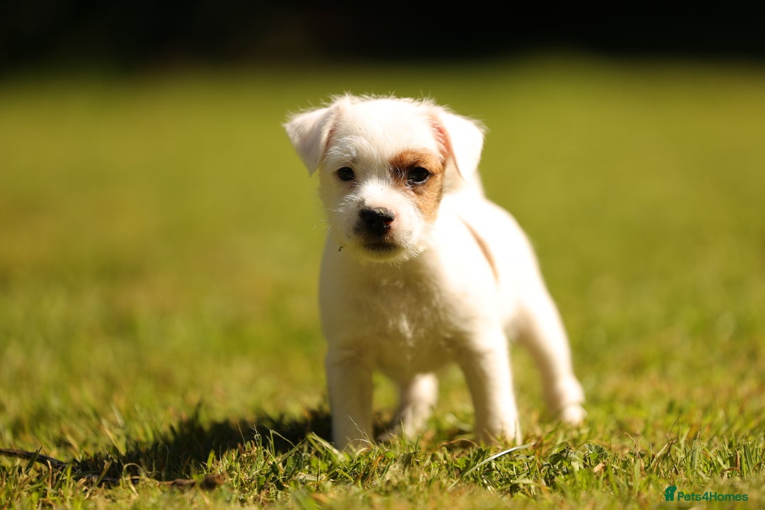 Parson Russell dogs for sale: Pedigree Parson Russell Terriers Puppies. - Image 4