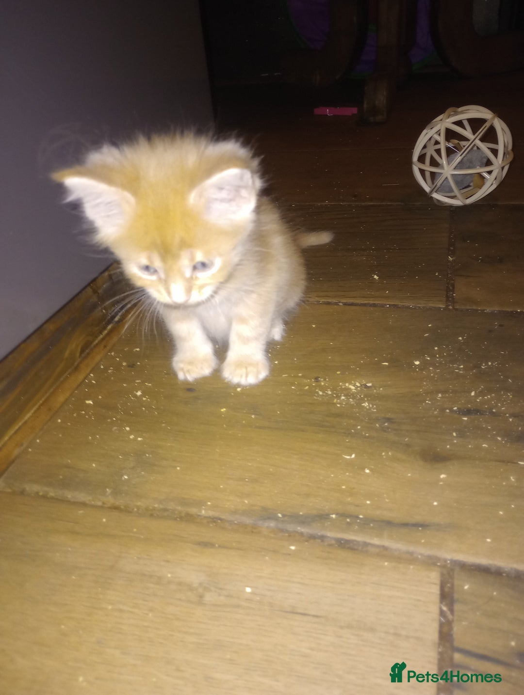 Maine Coon cats for sale: I have Beautiful healthy maicoon XL  - Image 20
