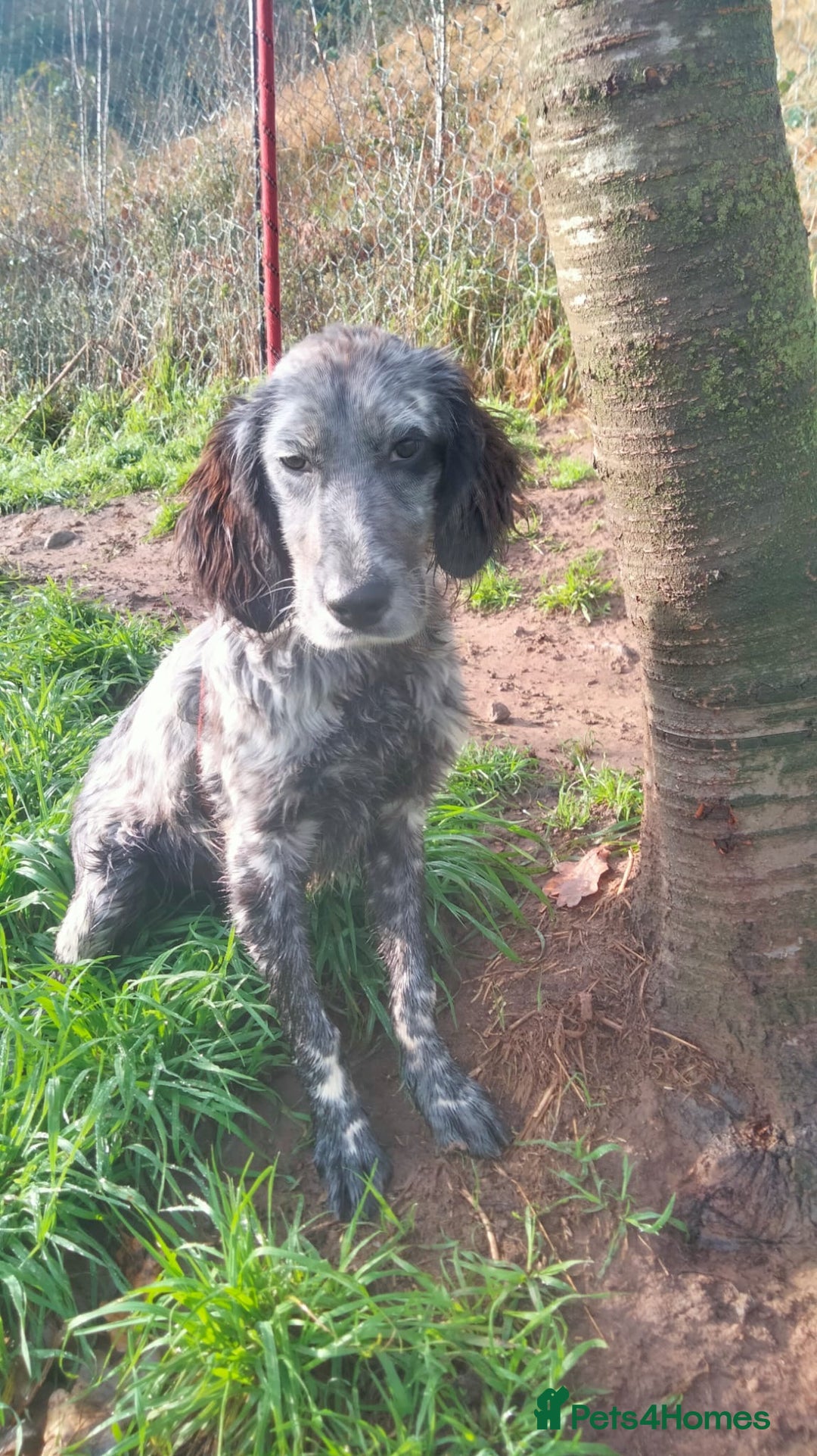 English Setter dogs for adoption: Tigger - Advert 4