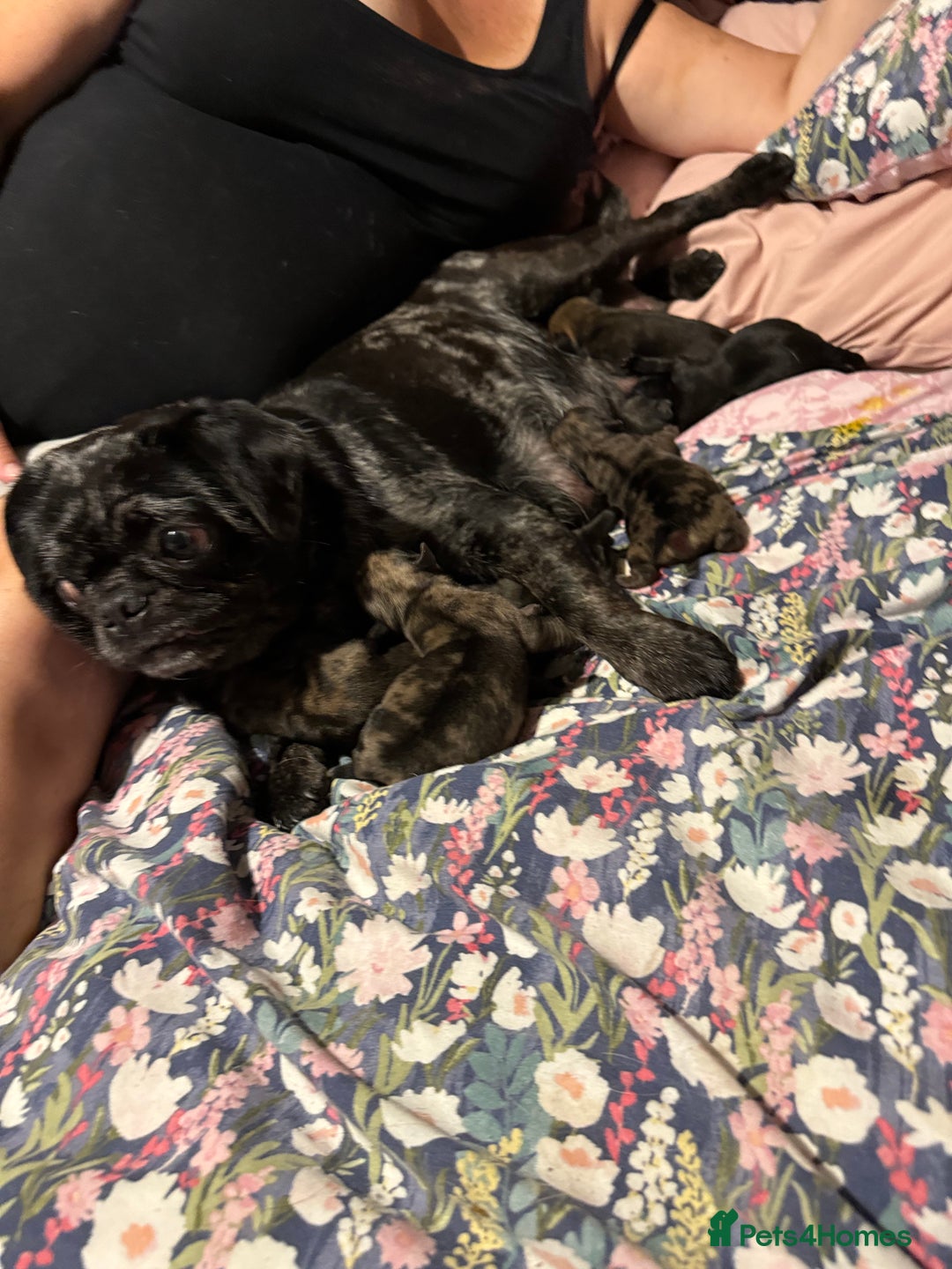 Pug dogs for sale: Pug puppies  - Image 12