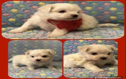 Maltese dogs for sale: Tiny kc registered maltese Korean boys  - Image 14