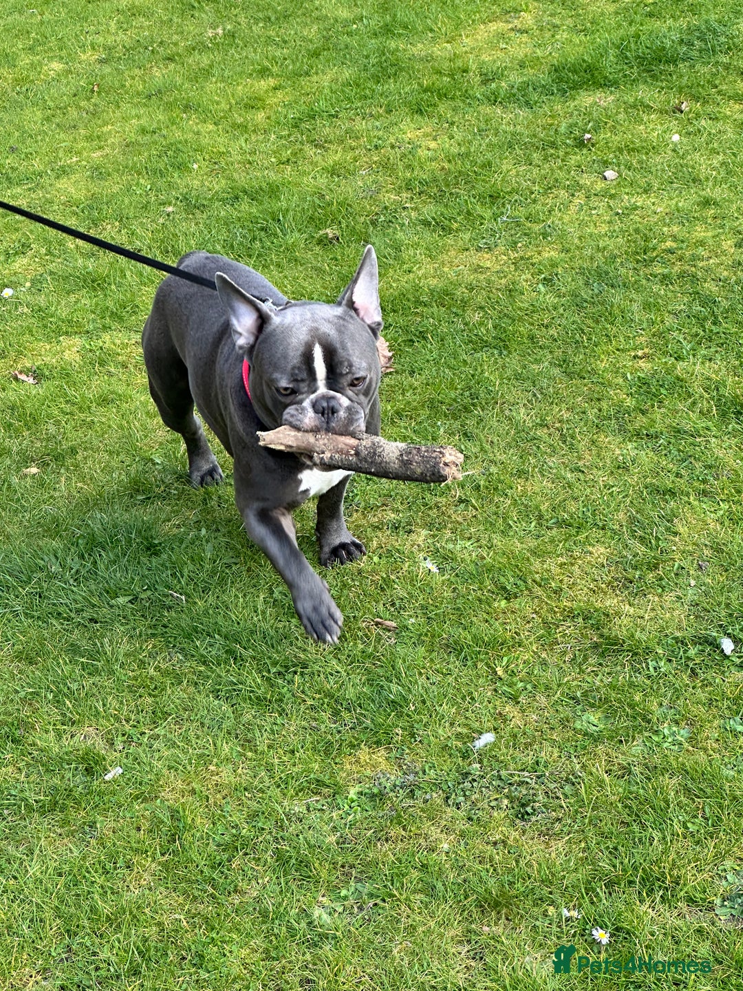 French Bulldog dogs for stud: Handsome Male Frenchie First Time Stud - Image 6
