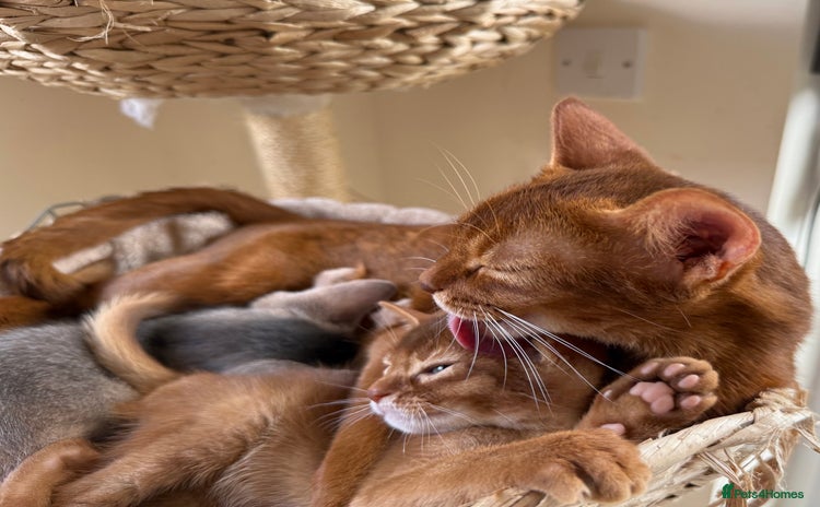 Abyssinian cats - Advert 3