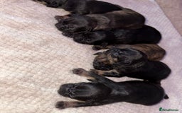 Mixed Breed dogs for sale: 7 Beautiful French Bulldog/cocker spaniel puppies. - Image 9