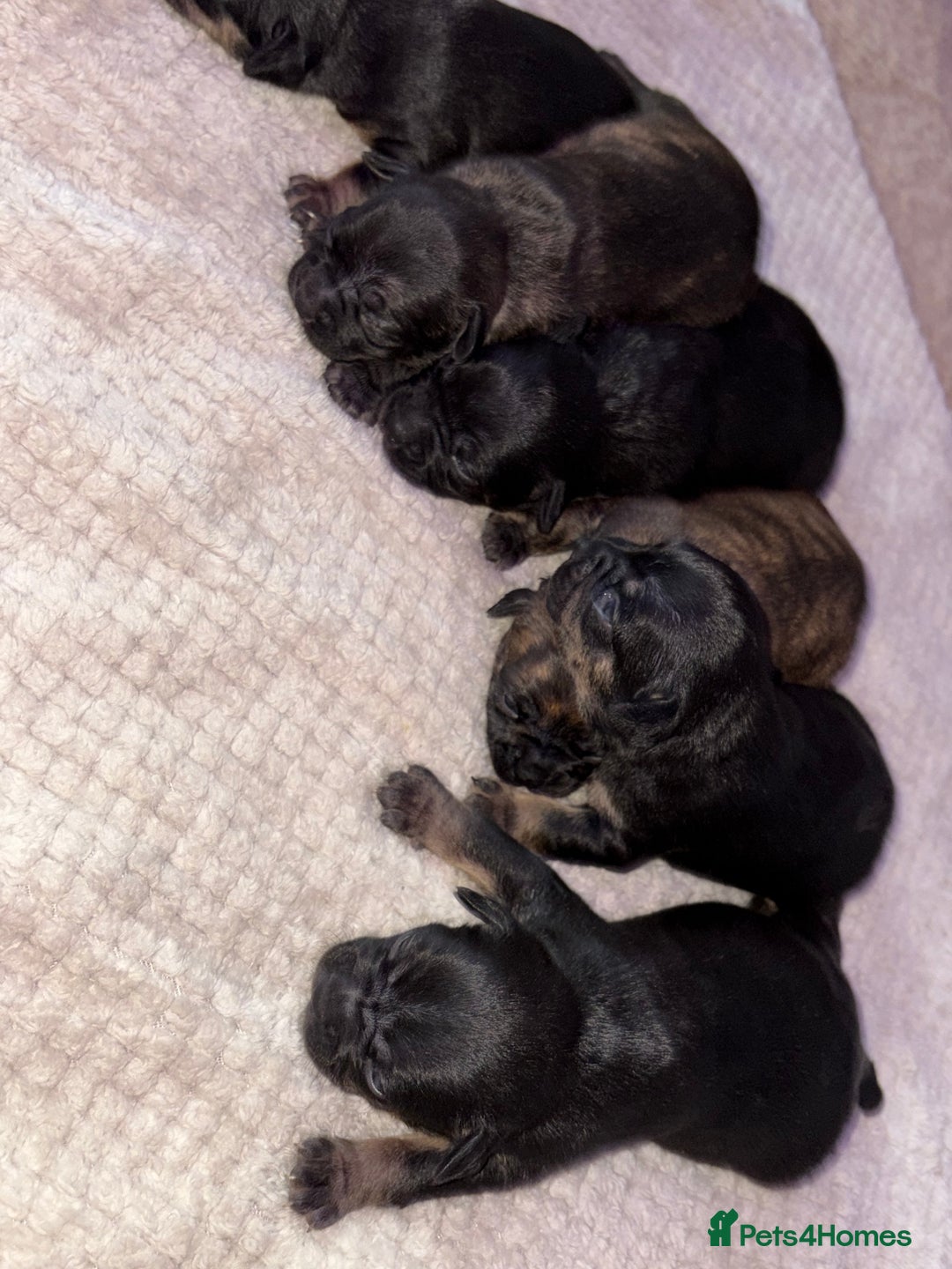 Mixed Breed dogs for sale: 7 Beautiful French Bulldog/cocker spaniel puppies. - Image 9