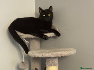 Mixed Breed cats Ragdoll crossed kittens only one girl left - Advert 1