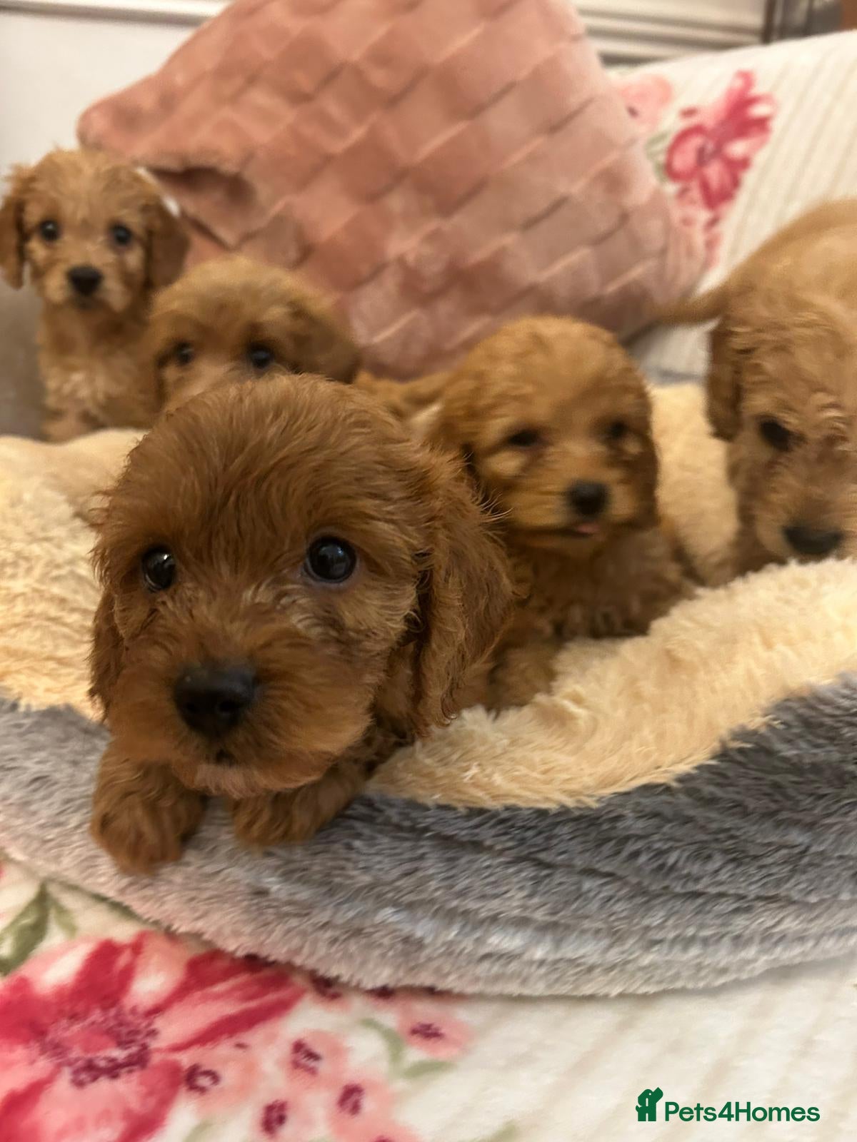 Cockapoo dogs for sale: Adorable cockapoo puppies - Advert 2