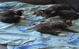 Mixed Breed cats for sale: Looking for there forever Home  - Image 4