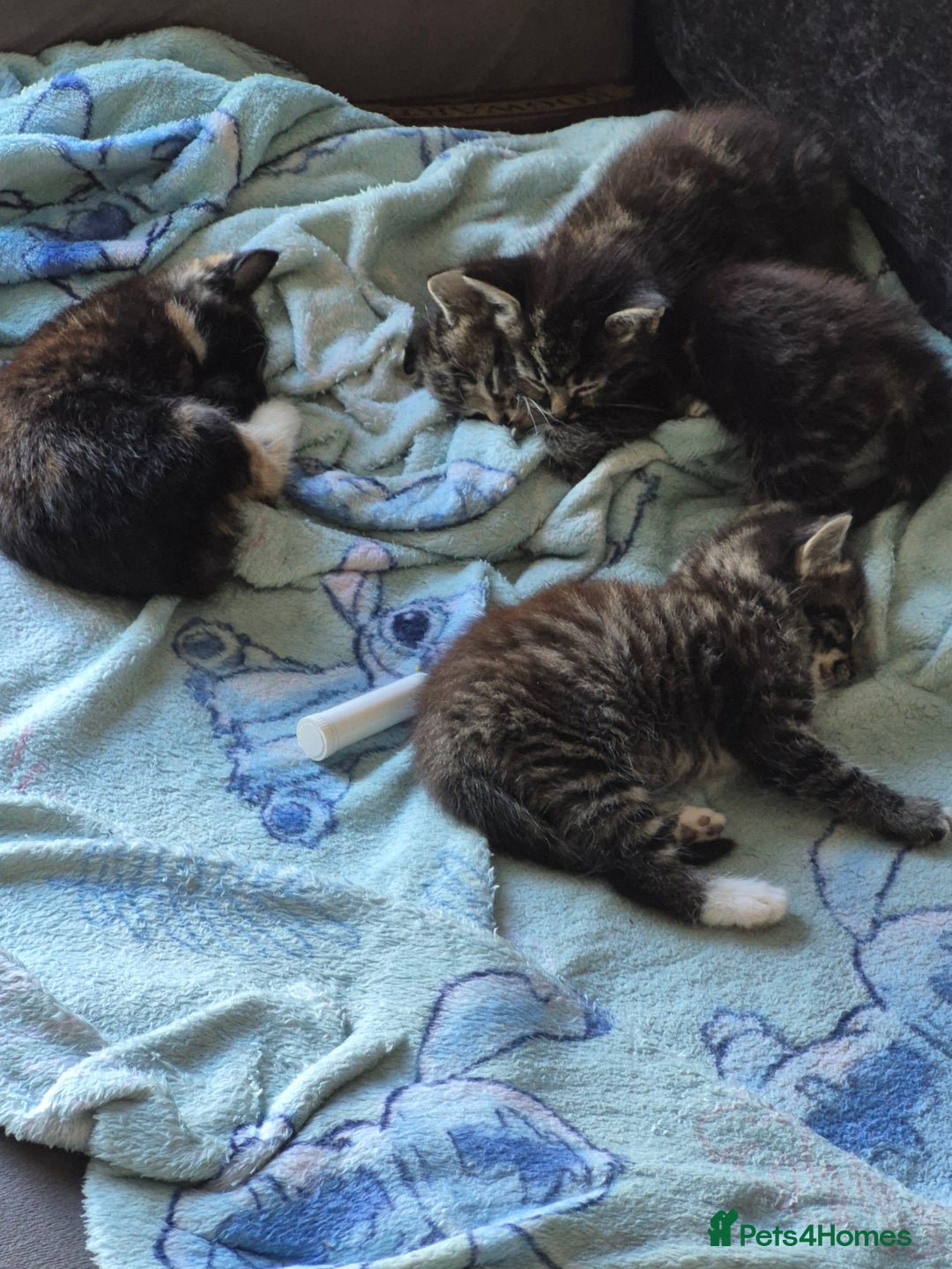 Mixed Breed cats for sale: Looking for there forever Home  - Image 4