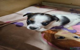 Jack Russell dogs for sale: 3 male Jack russel puppys  - Advert 4