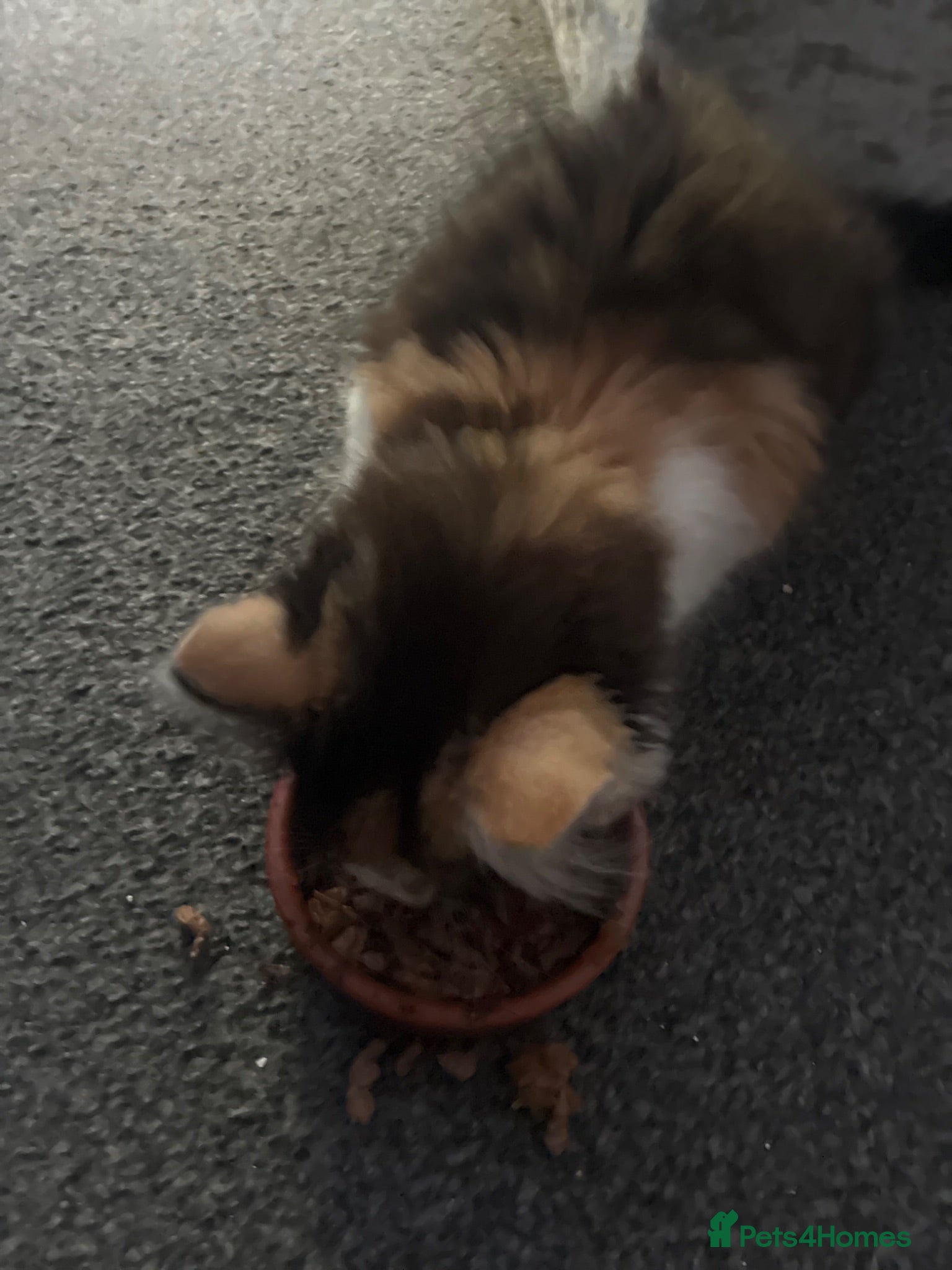 British Longhair cats  Kitten for a good home - Advert 1