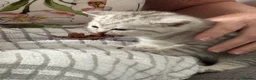 British Shorthair cats for sale: 4 beautiful kittens - 2 female & 2 male - Advert 7
