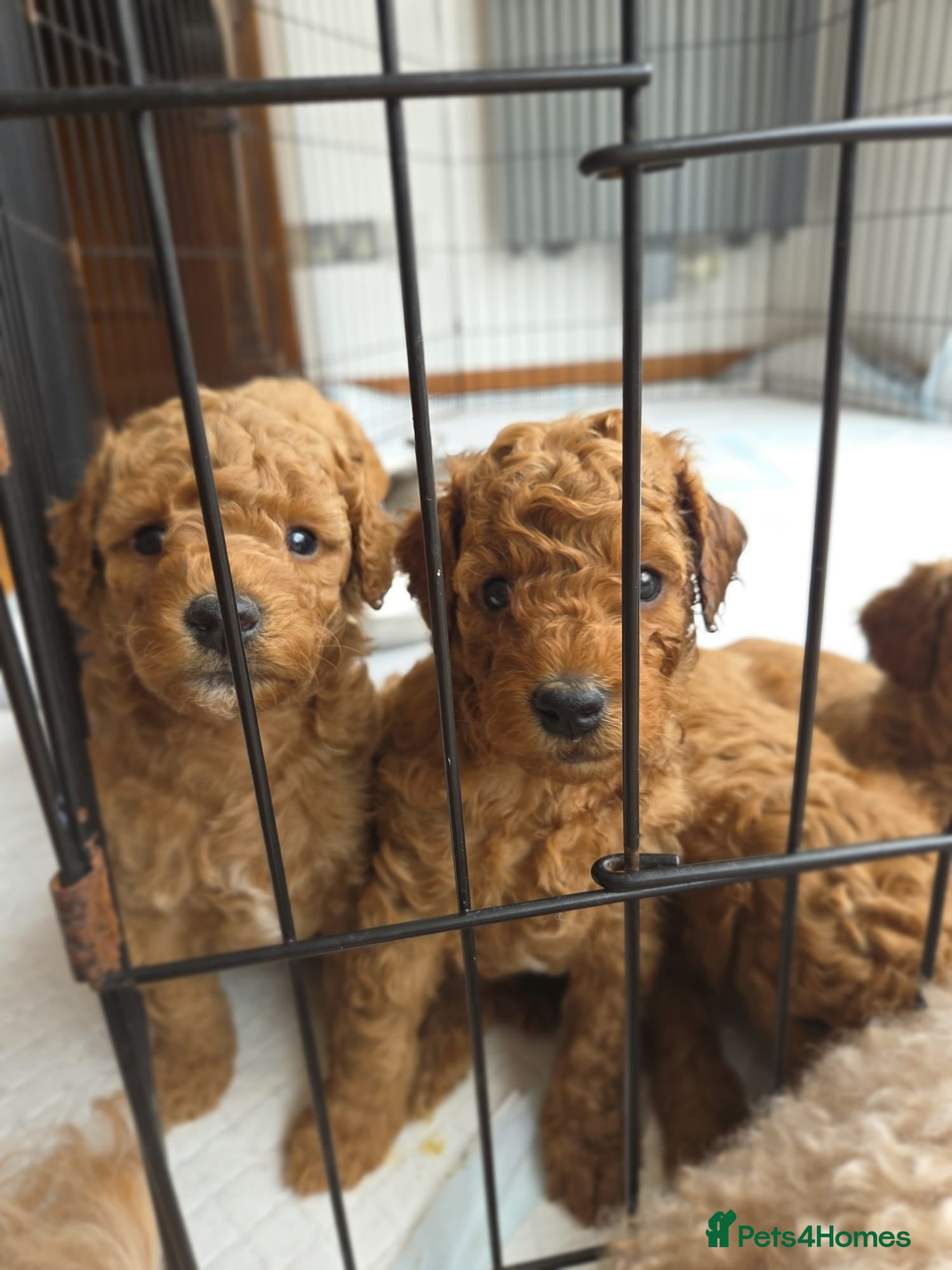 Miniature Poodle dogs Adorable Miniature Poodle Puppies - Advert 1