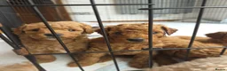 Miniature Poodle dogs for sale: Adorable Miniature Poodle Puppies - Advert 1