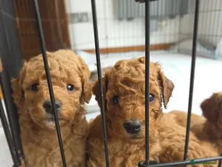 Miniature Poodle dogs Adorable Miniature Poodle Puppies - Advert 6