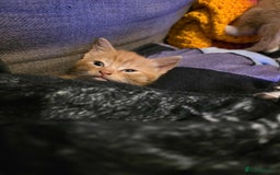Mixed Breed cats for sale: 2 Ginger Kitties - Image 4