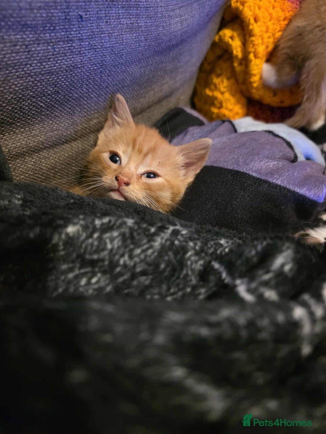 Mixed Breed cats for sale: 2 Ginger Kitties - Image 4