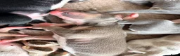 Lurcher dogs for sale: Lurcher puppies  - Advert 5
