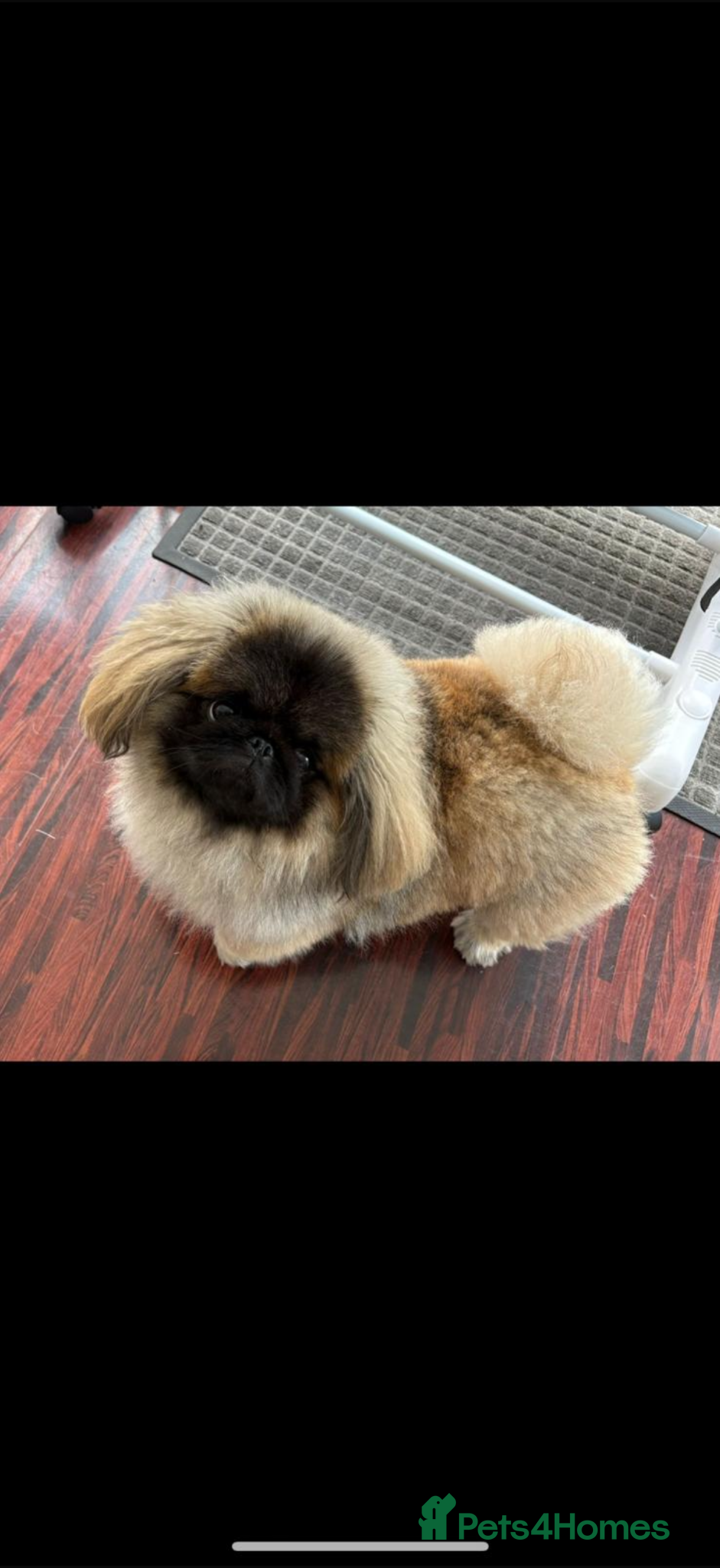 Pekingese dogs KC registered Pekingese stud available Essex 🐾 - Advert 1