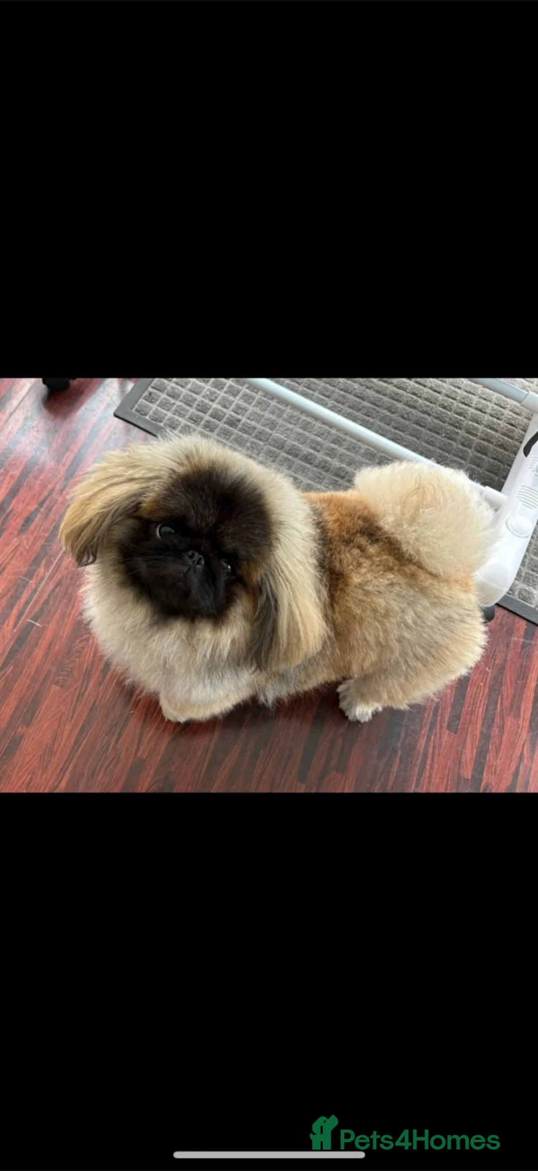 Pekingese dogs for stud: KC registered Pekingese stud available Essex 🐾 in Chelmsford - Advert 1