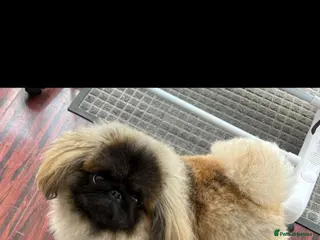 Pekingese dogs KC registered Pekingese stud available Essex 🐾 - Advert 1