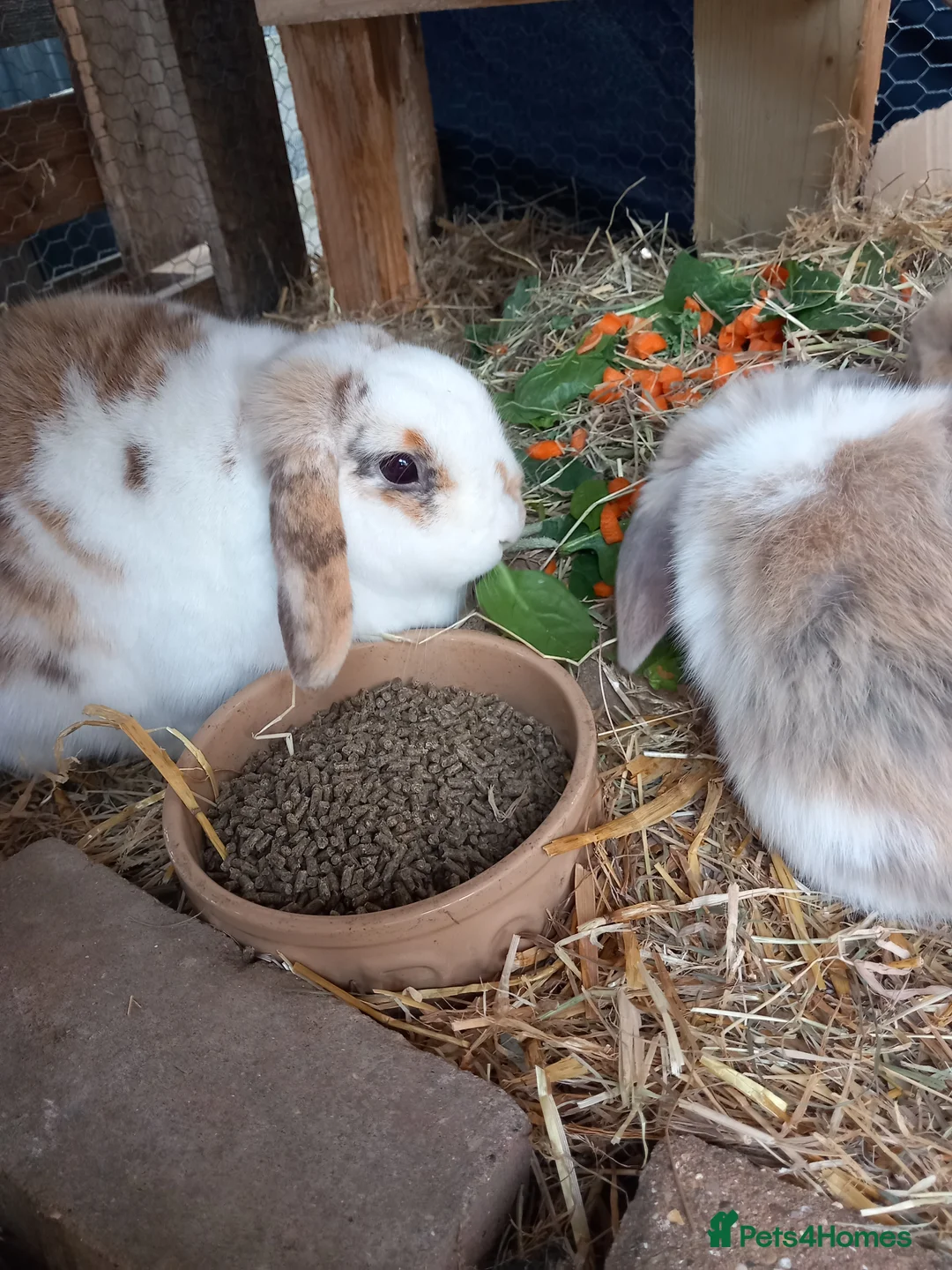 Mini Lop rabbits for sale: Mini Lop Bunnies in Braintree - Advert 2