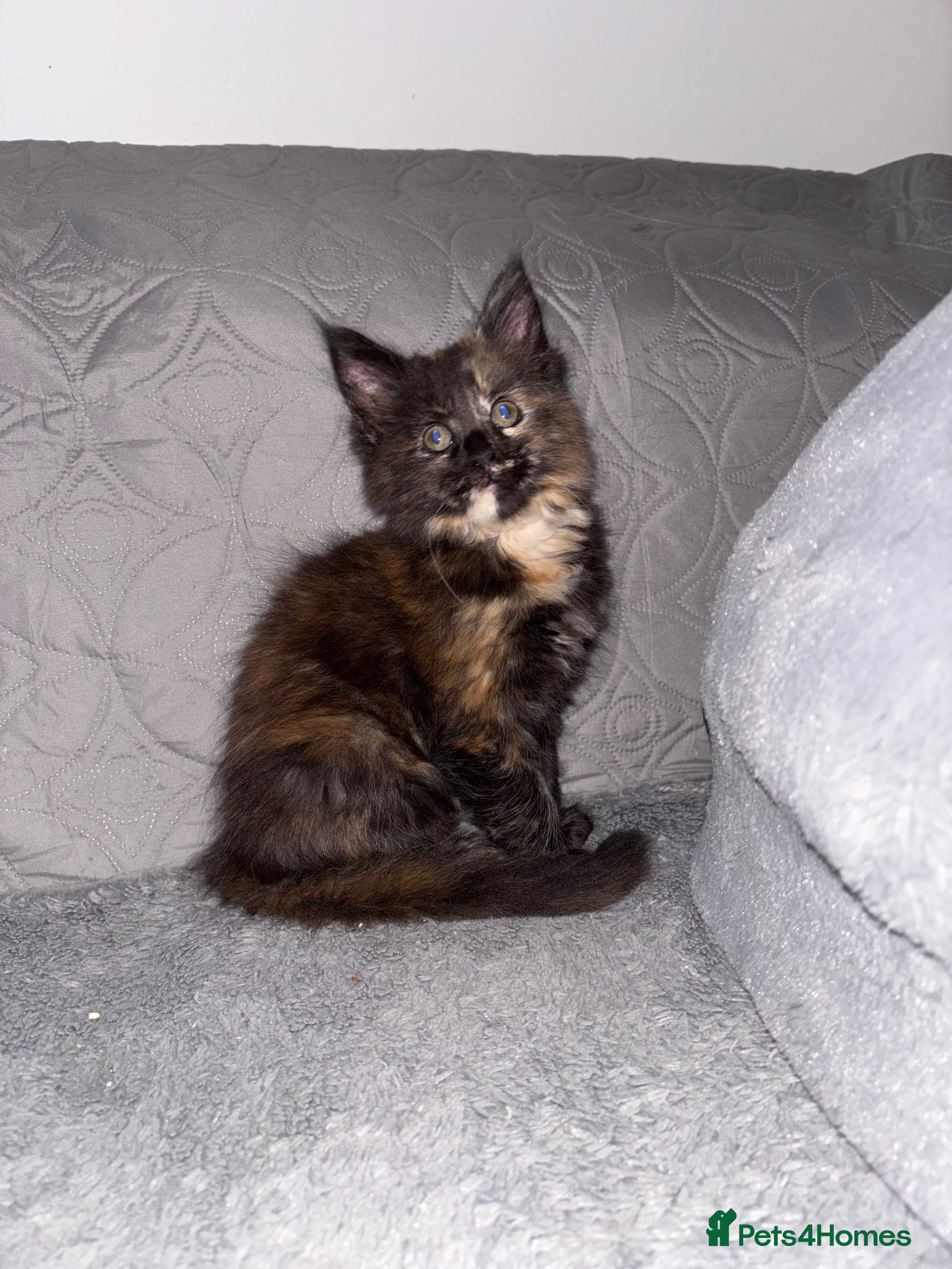 Maine Coon cats Beautiful Maine Coon Kittens  - Advert 4