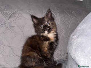 Maine Coon cats Beautiful Maine Coon Kittens - Advert 4