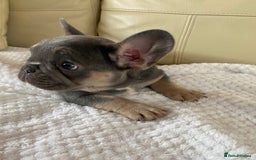 French Bulldog dogs for sale: Beautiful French Bulldogs Puppies for Sale  - Image 19