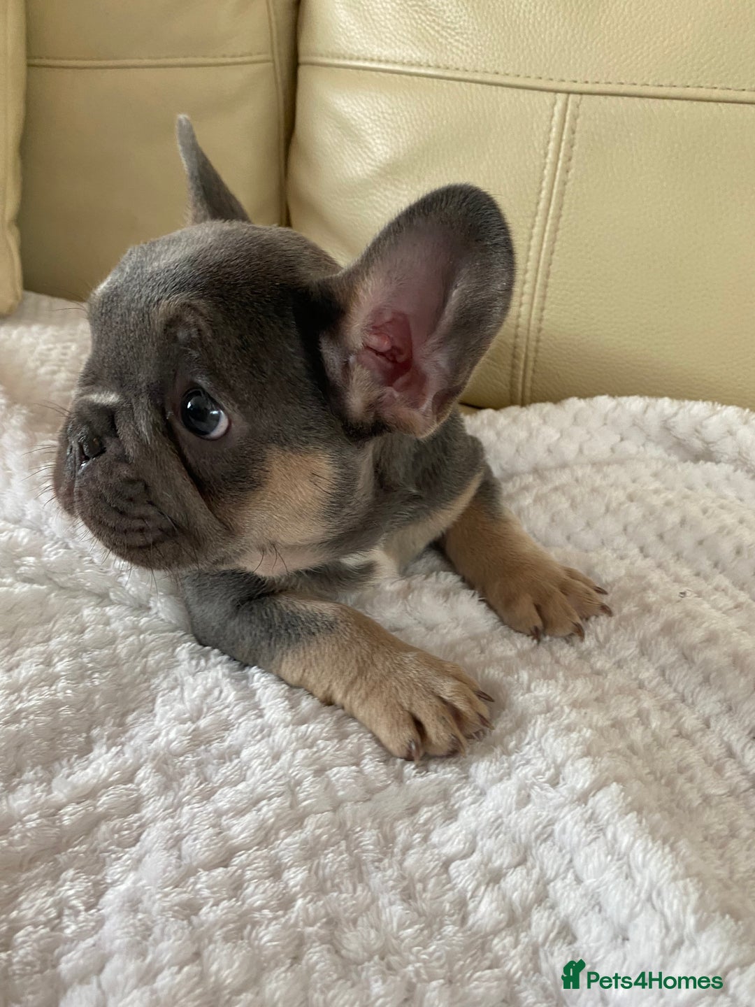 French Bulldog dogs for sale: Beautiful French Bulldogs Puppies for Sale  - Image 19