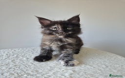 Maine Coon cats for sale: 6 TICA-Registered Maine Coon Kittens Available - Image 10