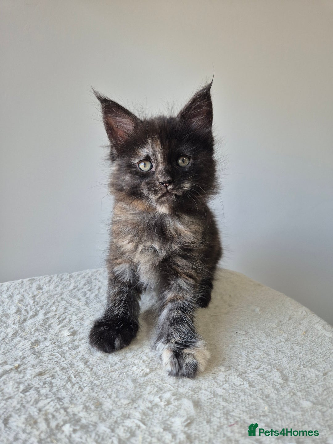 Maine Coon cats for sale: 6 TICA-Registered Maine Coon Kittens Available - Image 10